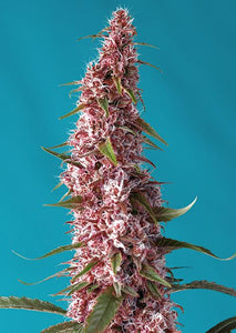 RED PURE CBD AUTO (SWEET SEEDS) FEMINIZADA AUTOFLORECIENTE a la venta en Panteón Grow Shop. Semillas Feminizadas de la marca Sweet Seeds. Plantas de marihuana