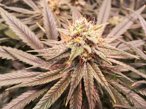 SWISS DREAM CBD (KANNABIA) FEMINIZADA a la venta en Panteón Grow Shop. Semillas Feminizadas de la marca Kannabia. Plantas de marihuana