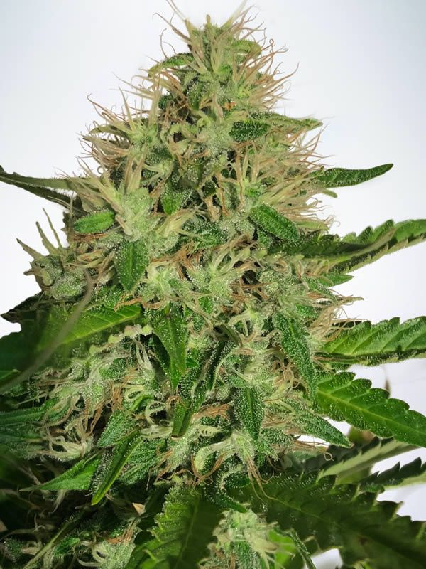 CANNABIS LIGHT CBD (MINISTRY OF CANNABIS) FEMINIZADA a la venta en Panteón Grow Shop. Semillas Feminizadas de la marca Ministry of Cannabis. Plantas de marihuana