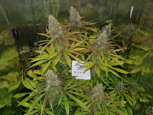 POWER PLANT (DUTCH PASSION) FEMINIZADA a la venta en Panteón Grow Shop. Semillas Feminizadas de la marca Dutch Passion. Plantas de marihuana