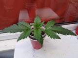 TATANKA PURE CBD (ROYAL QUEEN SEEDS) FEMINIZADA a la venta en Panteón Grow Shop. Semillas Feminizadas de la marca Royal Queen Seeds. Plantas de marihuana