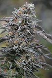 BLACK D.O.G. (HUMBOLDT SEEDS) FEMINIZADA a la venta en Panteón Grow Shop. Semillas Feminizadas de la marca Humboldt Seeds. Plantas de marihuana