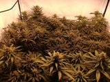 SWISS DREAM CBD (KANNABIA) FEMINIZADA a la venta en Panteón Grow Shop. Semillas Feminizadas de la marca Kannabia. Plantas de marihuana